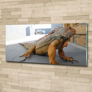Foto-obraz na skle Iguana osh-97700993