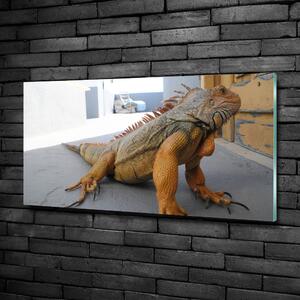 Foto-obraz na skle Iguana osh-97700993