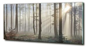 Fotoobraz na skle Mlha v lese osh-98968412