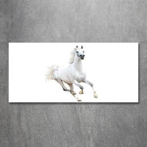 Foto-obraz skleněný horizontální Bílý arabský kůň osh-99028092