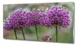 Foto obraz sklo tvrzené Květ česneku osh-99551256