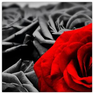 Obraz - Květy růží (30x30 cm)