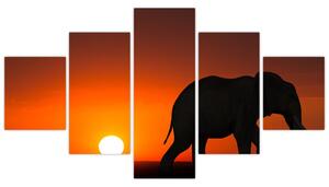 Obraz slona při západu slunce (125x70 cm)