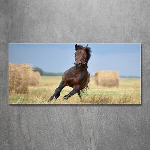 Foto-obrah sklo tvrzené Kůň ve cvalu osh-99827163