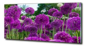Fotoobraz na skle Květ česneku osh-99930087
