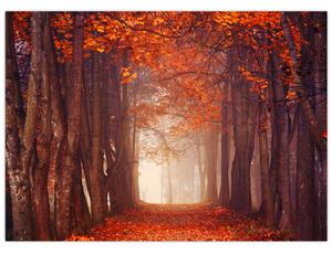 Obraz - Podzimní les (70x50 cm)