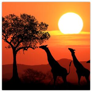 Obraz žiraf při západu slunce (30x30 cm)