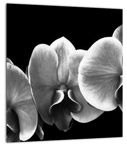 Obraz květu orchideje (30x30 cm)