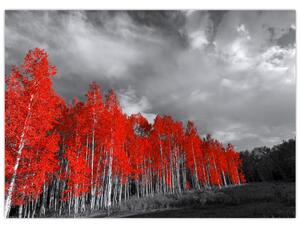 Obraz - Stromy v barvě podzimu (70x50 cm)