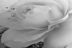 Obraz luxusní růže s abstrakcí v černobílém provedení