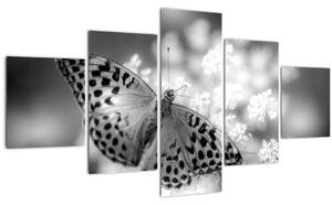 Obraz - Detail motýla opylující květ (125x70 cm)
