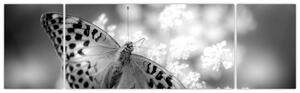 Obraz - Detail motýla opylující květ (170x50 cm)
