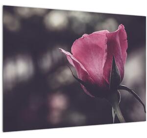 Skleněný obraz - Detail květu růže (70x50 cm)