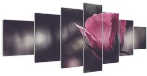 Obraz - Detail květu růže (210x100 cm)