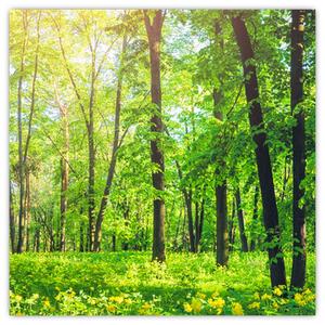 Obraz - Jarní listnatý les (30x30 cm)