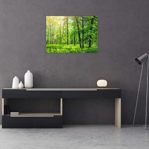 Skleněný obraz - Jarní listnatý les (70x50 cm)