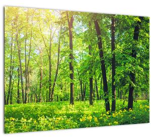 Obraz - Jarní listnatý les (70x50 cm)