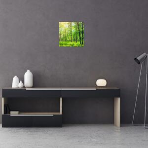 Obraz - Jarní listnatý les (30x30 cm)