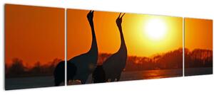 Obraz ptáků při západu slunce (170x50 cm)