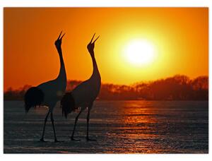 Obraz ptáků při západu slunce (70x50 cm)