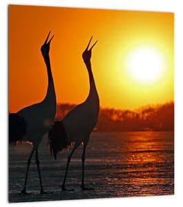 Obraz ptáků při západu slunce (30x30 cm)