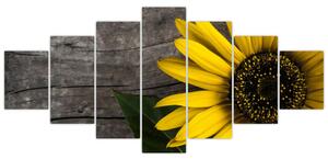 Obraz - Květ slunečnice (210x100 cm)