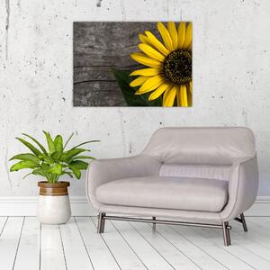 Obraz - Květ slunečnice (70x50 cm)
