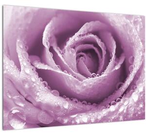 Skleněný obraz detailu květu růže (70x50 cm)