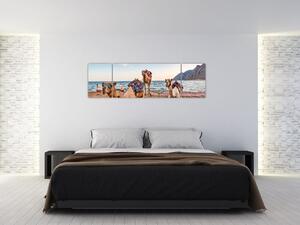 Obraz velbloudů (170x50 cm)