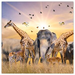 Obraz - Africká zvířata (30x30 cm)