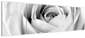 Obraz - Detail květu růže (170x50 cm)