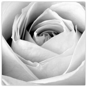 Obraz - Detail květu růže (30x30 cm)