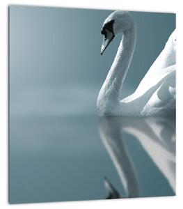 Obraz - Bílá labuť (30x30 cm)