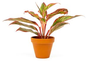 Aglaonema Crete Flame, průměr 9 cm Aglaonema, Spící panna