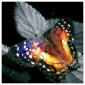 Obraz motýla (30x30 cm)