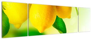 Obraz citrónů (170x50 cm)