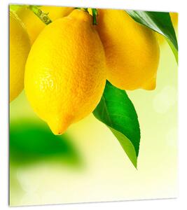 Obraz citrónů (30x30 cm)