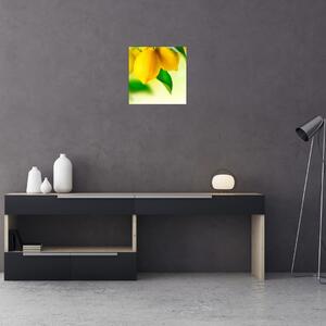 Obraz citrónů (30x30 cm)