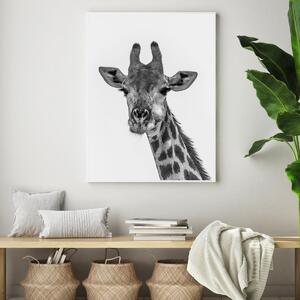 Plakát - Žirafa (A4)