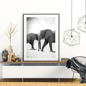 Plakát - Sloni jdoucí naproti (A4)