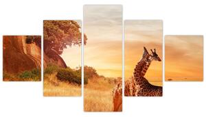 Obraz - Žirafy v Africe (125x70 cm)