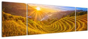 Obraz - Rýžové terasy ve Vietnamu (170x50 cm)