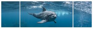 Obraz - Delfín pod hladinou (170x50 cm)