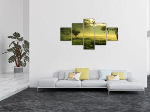 Obraz - Probouzející se les (125x70 cm)