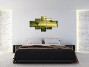 Obraz - Probouzející se les (125x70 cm)