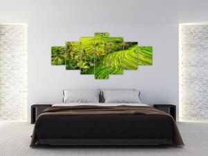 Obraz - Rýžové terasy (210x100 cm)