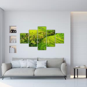 Obraz - Rýžové terasy (125x70 cm)