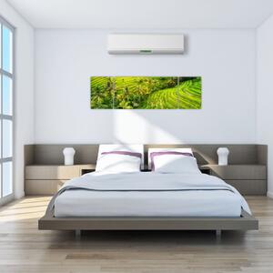 Obraz - Rýžové terasy (170x50 cm)