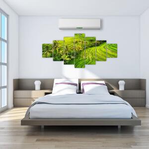 Obraz - Rýžové terasy (210x100 cm)