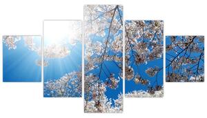 Obraz - Třešňové květy (125x70 cm)